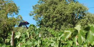 一只黑色小鸟形状的风筝在葡萄园上空飞翔