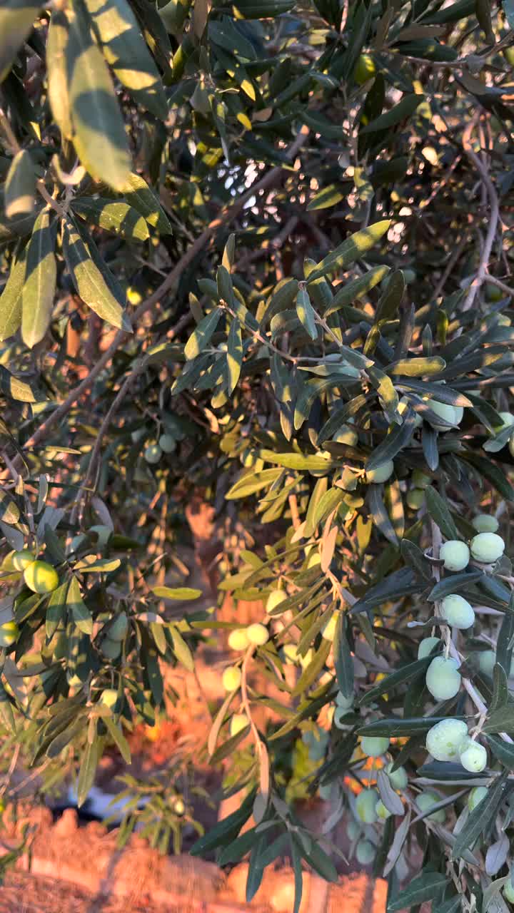 橄榄树枝