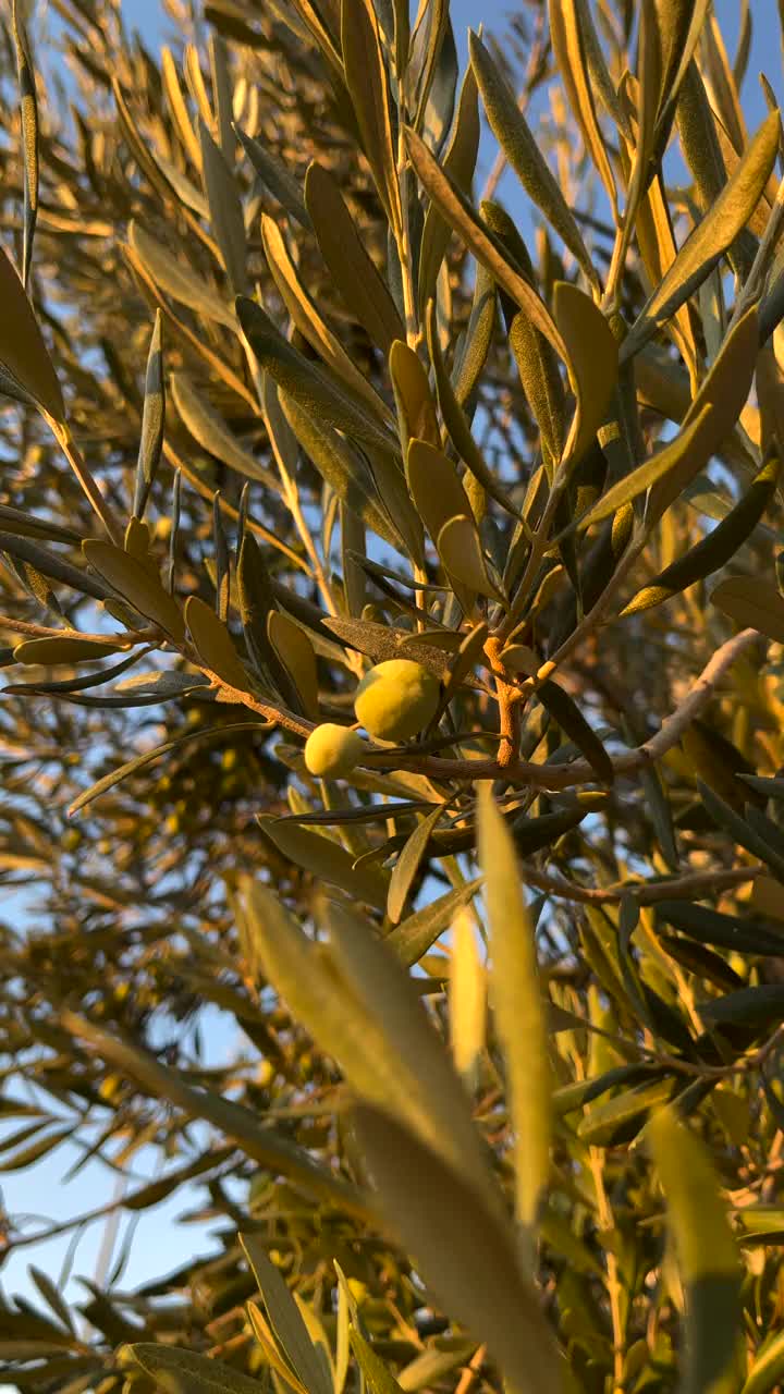 橄榄树枝