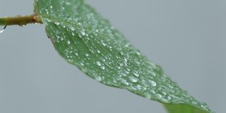 潮湿的绿叶上有雨滴和露珠在雨中飘动。