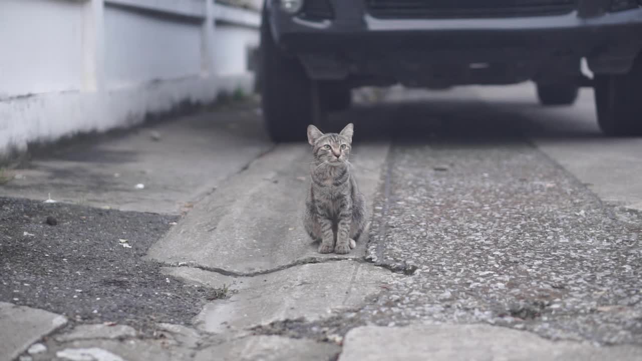 街上的托比猫