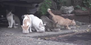 猫在街上吃碗里的饲料