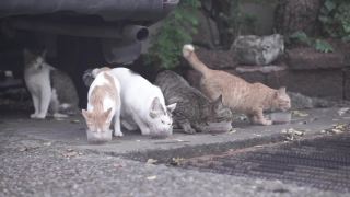 猫在街上吃碗里的饲料视频素材模板下载