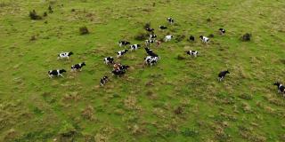 鸟瞰牛群在绿色的夏季草地上吃草。阳光明媚的草地上的黑白奶牛。大的牲畜。农场景观鸟瞰牛群在绿色牧场。