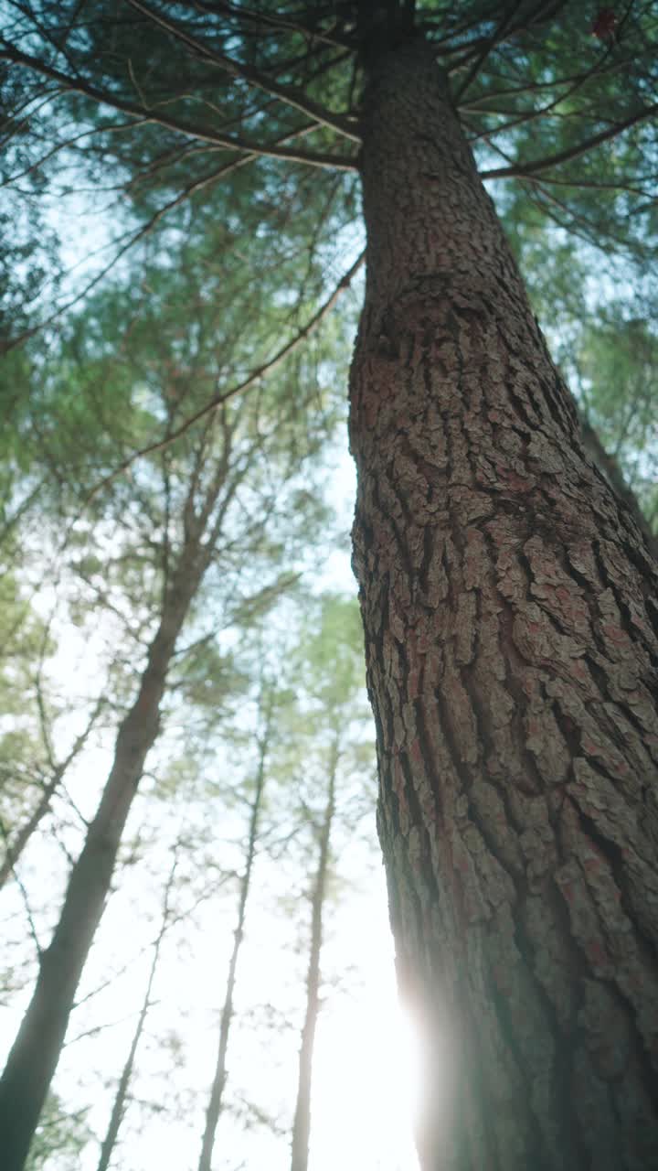 森林中的树的俯视图