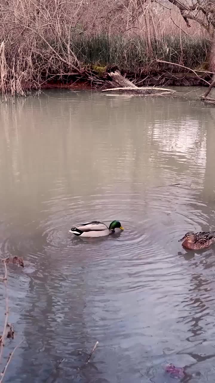 鸭子在清凉的湖水中游泳