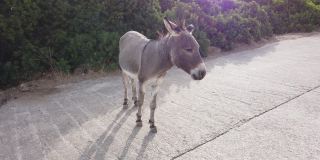 意大利乡村公路上一头灰色野驴的视频