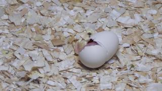 在农场孵化器孵化小鸡和蛋视频素材模板下载