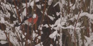 白俄罗斯红腹灰雀在冬季吃种子