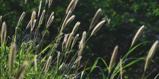 公园里小草随风摇摆的特写镜头。自然背景