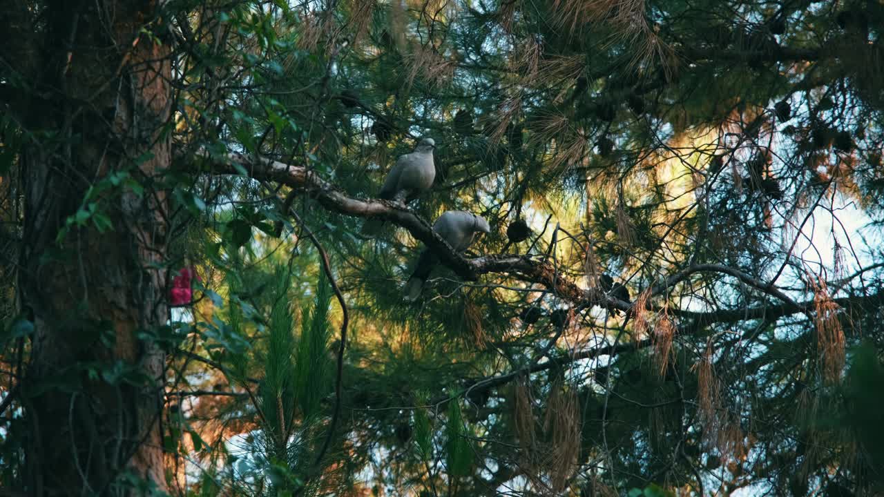 两只斑鸠坐在树枝上