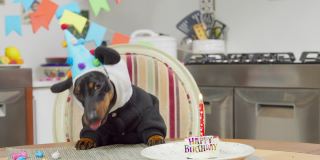 一只狗穿着熊猫服，桌上放着蛋糕庆祝生日