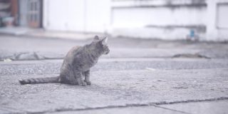 街上有只叫托比的猫。找什么东西