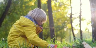 一个小男孩在阳光明媚的秋天漫步在森林里。孩子在玩枫叶。和家人一起享受大自然。和小孩子一起徒步旅行。