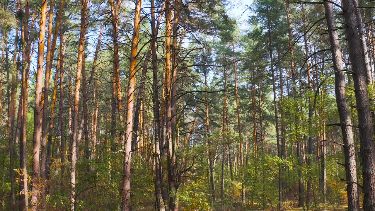 在一个阳光明媚的日子里，松林里的季节从秋天到冬天的变化。镜头缓慢地进入森林深处。