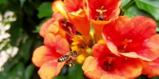 蜜蜂在花丛中飞舞。夏天的风景