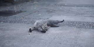 躺在地上的流浪猫托比