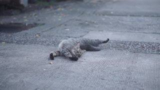 躺在地上的流浪猫托比视频素材模板下载