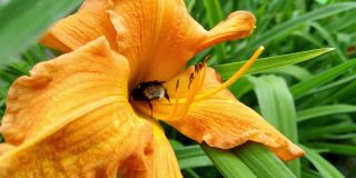 特写一朵花和一只蜜蜂。它停在花上，花粉粒粘在头发上，它机械地将花粉转移到另一朵花上