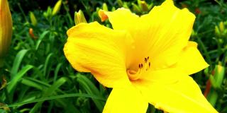 花园里一朵黄色的百合花的特写镜头