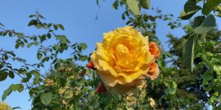 夏日花园中，黄色的玫瑰朵Dolce Vita在蔚蓝的阳光下摇曳。美丽的黄橙茶玫瑰花。