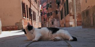 意大利威尼斯，一只躺在街道中央的治愈猫。