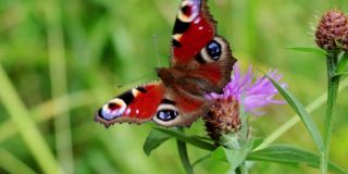 在公园或花园里，一只美丽的蝴蝶栖息在一朵花上