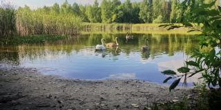 一群天鹅从湖边游来游去。