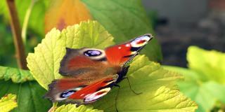 有风的天气里，蛱蝶科的aglais io蝴蝶坐在一棵杜松上，拍打着翅膀