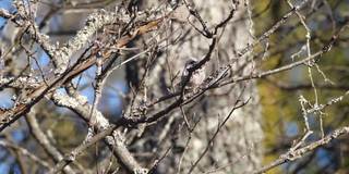 白俄罗斯，长尾山雀或长尾山雀(Aegithalos caudatus)春季筑巢