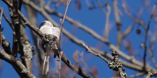 白俄罗斯，长尾山雀或长尾山雀(Aegithalos caudatus)春季筑巢