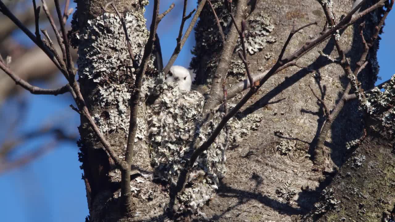 白俄罗斯，长尾山雀或长尾山雀(Aegithalos caudatus)春季筑巢