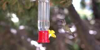蜂鸟从喂食器中饮水，慢镜头180fps