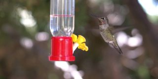 蜂鸟从喂食器中饮水，慢镜头180fps