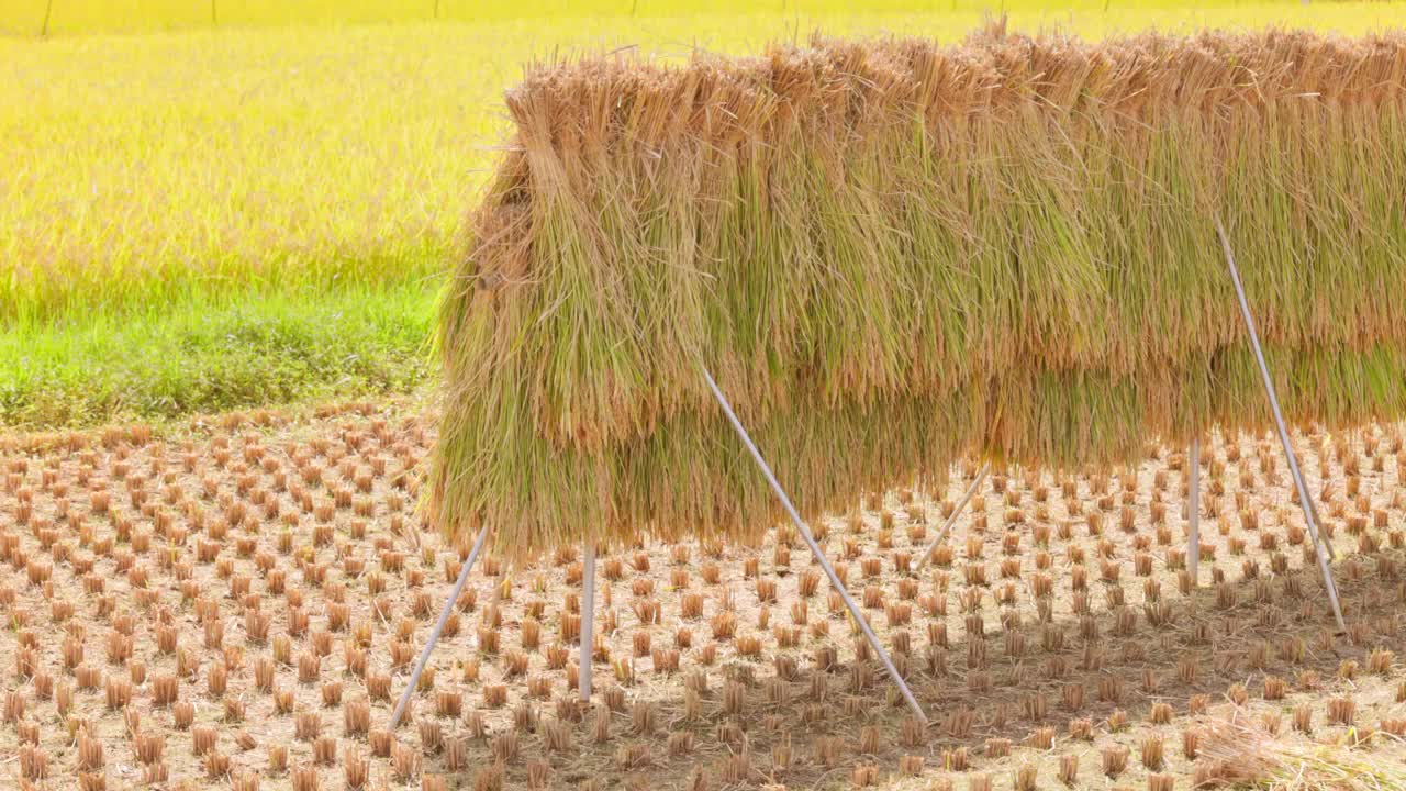 在稻田里自然晾干的收获的稻穗