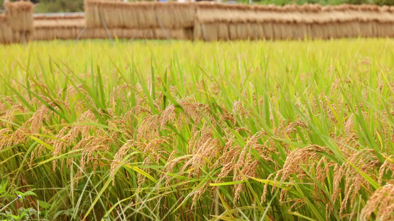 新鲜的大米在风中摇曳