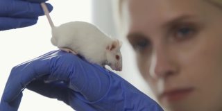 一位女科学家手里拿着一只患白化病的老鼠。实验结束后，实验室助理对实验动物进行检查。科学和医学。