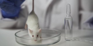 有盖培养皿中的白色实验老鼠。科学家抓住她的尾巴不让她逃跑。在实验室里用动物做实验。科学和医学。