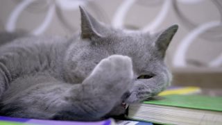 灰色英国家猫，绿色眼睛，咀嚼，咬书。4K视频素材模板下载