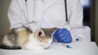 一位专业兽医给一只熟睡的小猫注射了瘟疫疫苗。对待动物。对幼小的猫来说是强制性的程序。视频素材模板下载