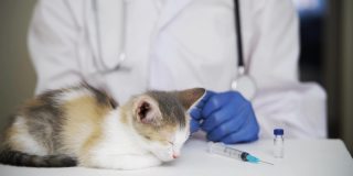 一位专业兽医给一只熟睡的小猫注射了瘟疫疫苗。对待动物。对幼小的猫来说是强制性的程序。