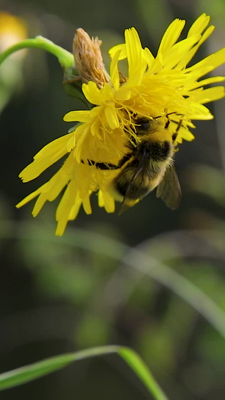 大黄蜂从蒲公英上采集花蜜。夏天，一只蜜蜂坐在阳光下的一朵花上。