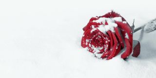 雪上的红玫瑰单色