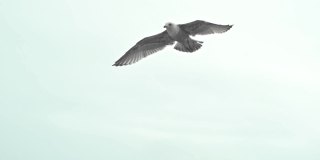 北海野生动物、大型海鸥鸟喜欢飞行阿夫基