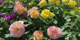 夏季花园里长满了玫瑰花。美丽茂盛的粉红色、黄色、紫色的玫瑰。繁茂的佛罗里达玫瑰在阳光明媚的夏日在公园里盛开。天堂的玫瑰花园。