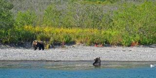 熊是危险的野生动物，河岸上的朋友吃鱼阿夫基