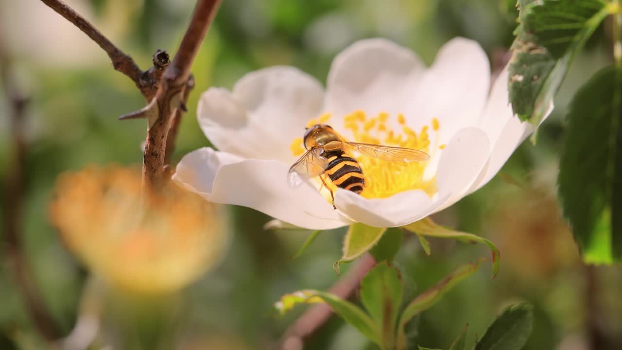 食蚜蝇、花蝇或食蚜蝇，昆虫科食蚜蝇。它们伪装成危险的昆虫黄蜂和蜜蜂。许多种类的成虫主要以花蜜和花粉为食。