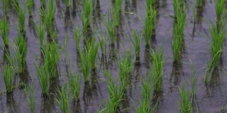 背景查看旅游新绿色田野健康稻田景观夏季视频。商业农业健康农场
