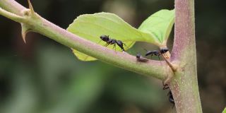 两只大黑蚂蚁互相亲吻，两只大黑蚂蚁在树枝上互相交谈，宏观的黑蚂蚁在树枝上相互交流的镜头