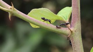 两只大黑蚂蚁互相亲吻，两只大黑蚂蚁在树枝上互相交谈，宏观的黑蚂蚁在树枝上相互交流的镜头视频素材模板下载